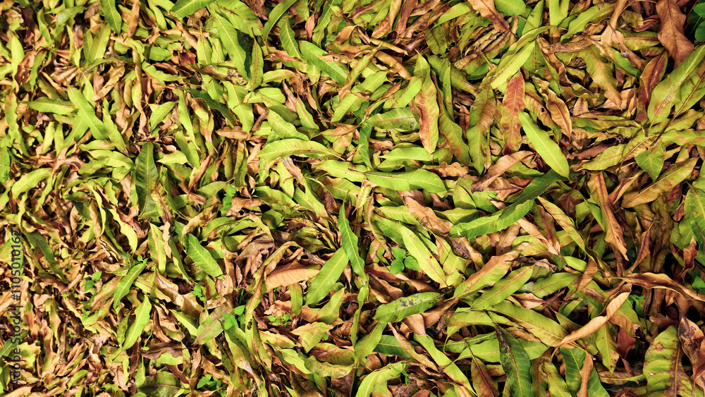 A dense layer of green and brown fallen leaves covering the ground, showcasing the natural cycle of foliage A dense layer of green and brown fallen leaves covering the ground, showcasing the natural cycle of foliage
