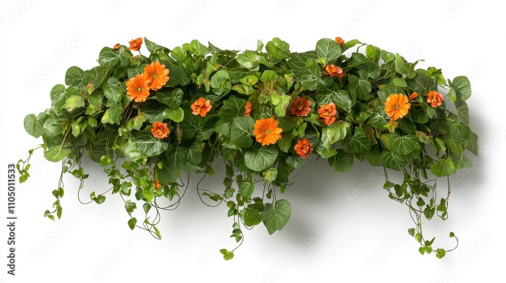 Fototapeta premium Tropical Jungle Vine with Small Orange Flowers