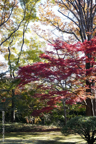 Cuadro en lienzo 殿カ谷戸庭園の真っ赤な紅葉