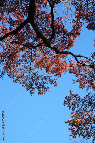 Fotografía 殿カ谷戸庭園の真っ赤な紅葉