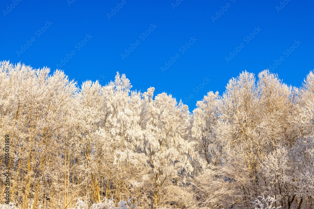 Beautiful grove of trees with hoarfrost on a cold winter day Beautiful grove of trees with hoarfrost on a cold winter day