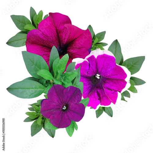 a bouquet of pink petunias flowers isolated from the background photo