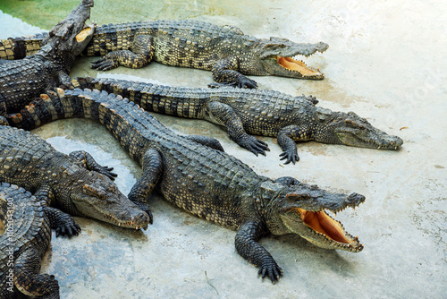 Crocodiles in the farm of crocodiles at Pierrelatte. several crocodiles bask in sun. animal breeding photo