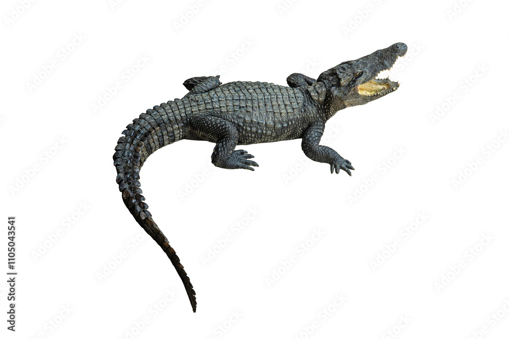 Crocodile open mouth isolated on white background Crocodile open mouth isolated on white background