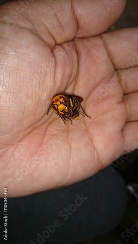 763)northern giant hornet on hand(Photo taken at 15:17 on october 12, 2015) photo