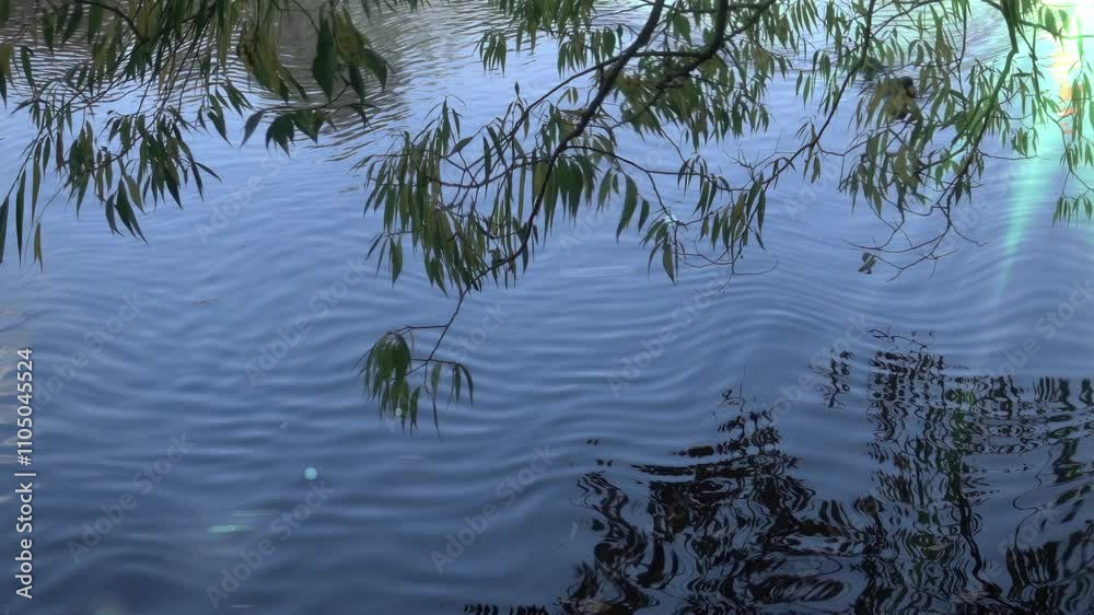 Forest lake in autumn. Reflection of trees, clouds in the water. The rays of the sun shimmer in the water. Slow motion