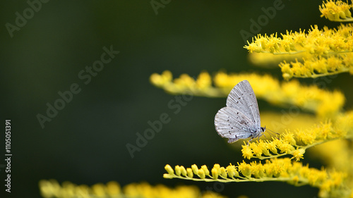 Polyommatus Cyaniris semiargus, blue mazarin. butterfly sitting on a yellow goldenrod flower in a summer field on a yellow-green floral background. yellow wildflowers. macro nature photo