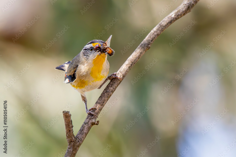 Striated Pardalote (Pardalotus striatus) with insect in mouth Striated Pardalote (Pardalotus striatus) with insect in mouth