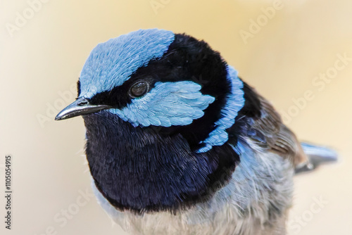 Male Superb Fairywren (Malurus cyaneus)