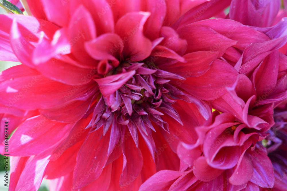 華麗に咲くダリア 華麗に咲くダリア