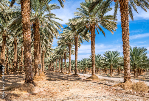 Plantations of date palms for industrial healthy food production. It is ancie...