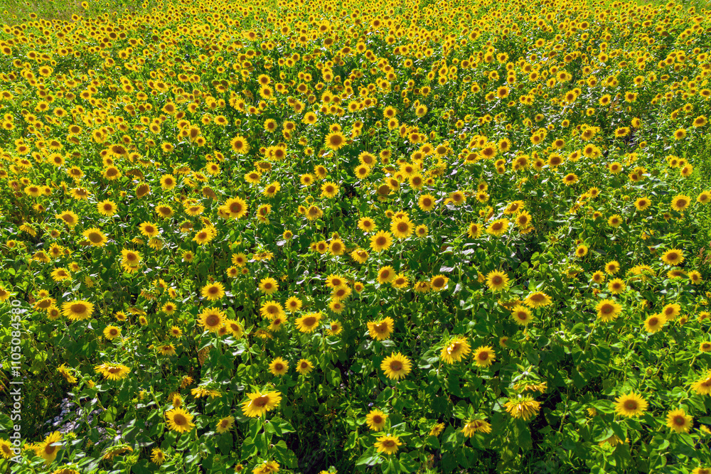 Obraz premium Bright sunflower close-up with bees collecting pollen in a large field