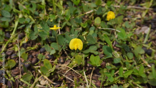 yellow flower in the grass