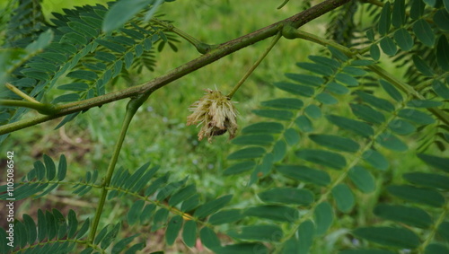 Dead Chinese petai flower photo