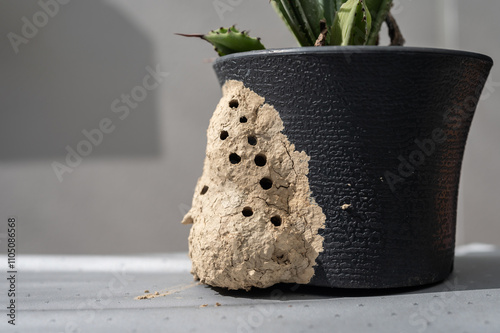 Ceriana wasp's nest at flower pot. A nest was built anywhere in the house that is shaded. photo