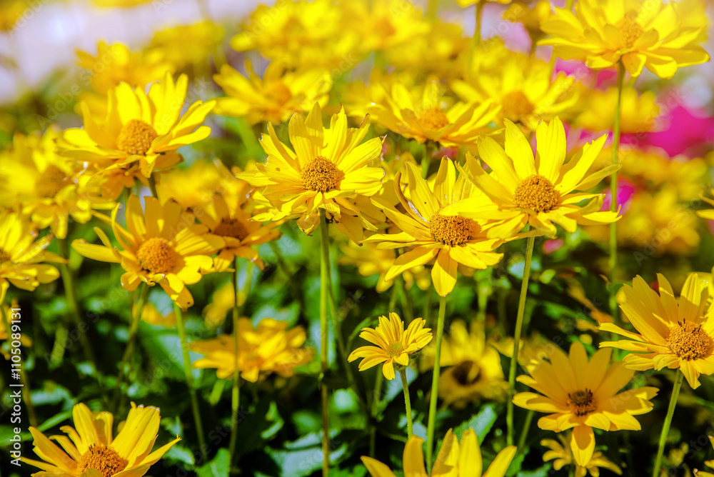 Fototapeta premium Yellow daisies grow in the meadow in summer 