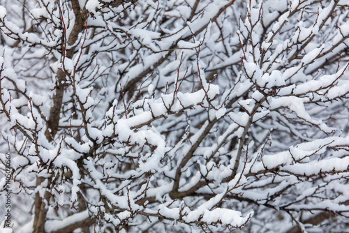 A tree branch covered in snow