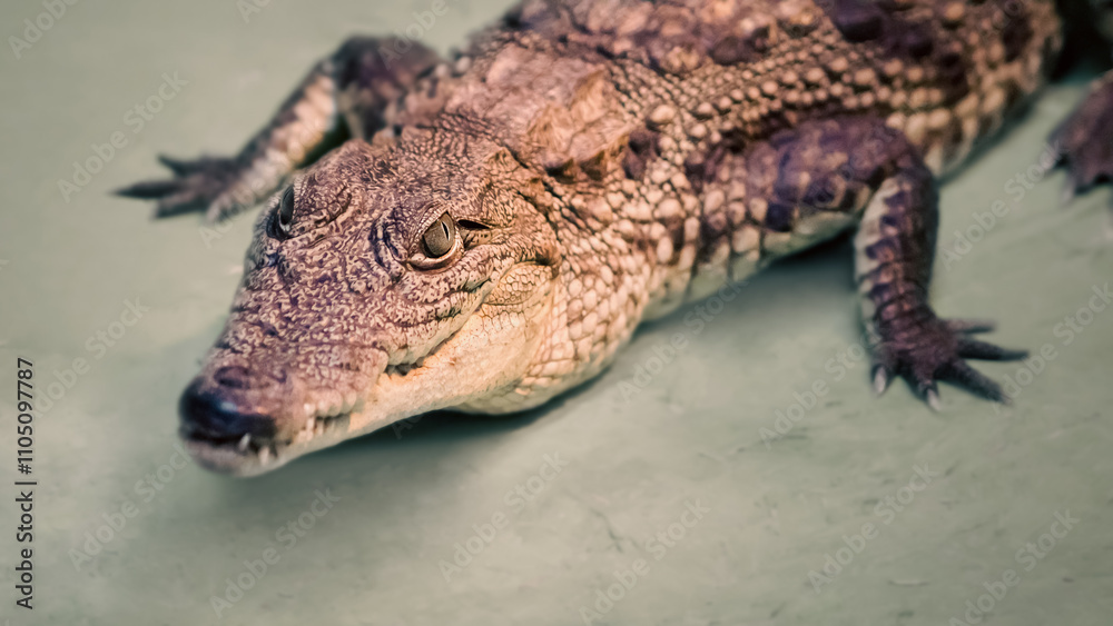 Naklejka premium crocodile head isolated close up on a green background