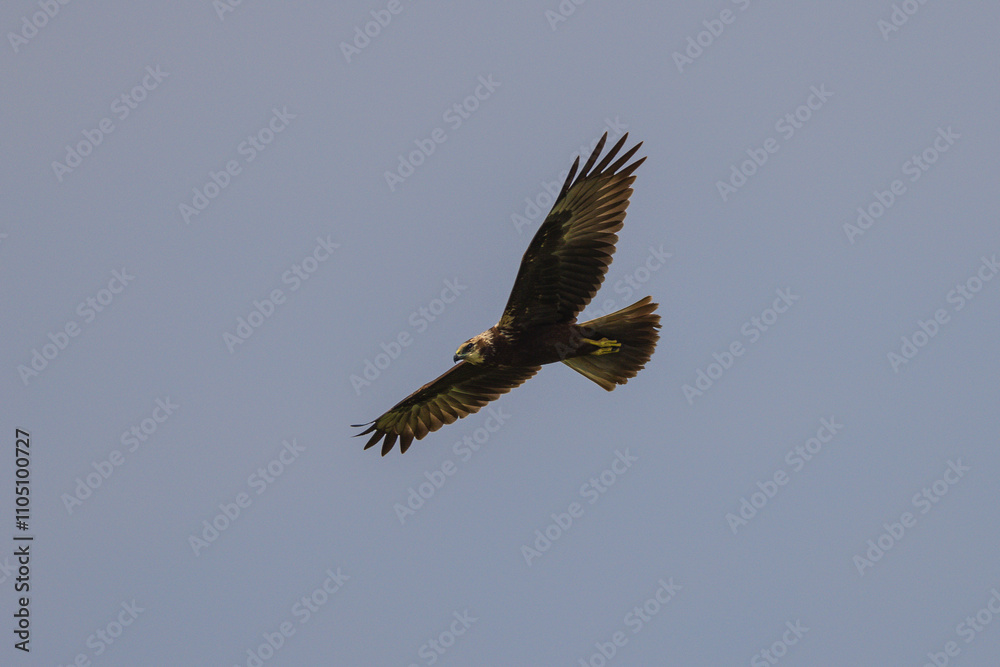 A female Eastern Marsh Harrier flying in search of food over the rice fields. A female Eastern Marsh Harrier flying in search of food over the rice fields.