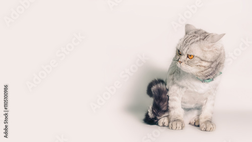 gray trimmed cat with displeased eyes isolated on white background close up
