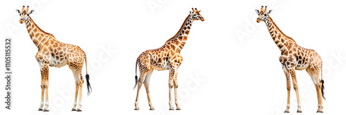Set of a giraffe  isolated on a transparent background.