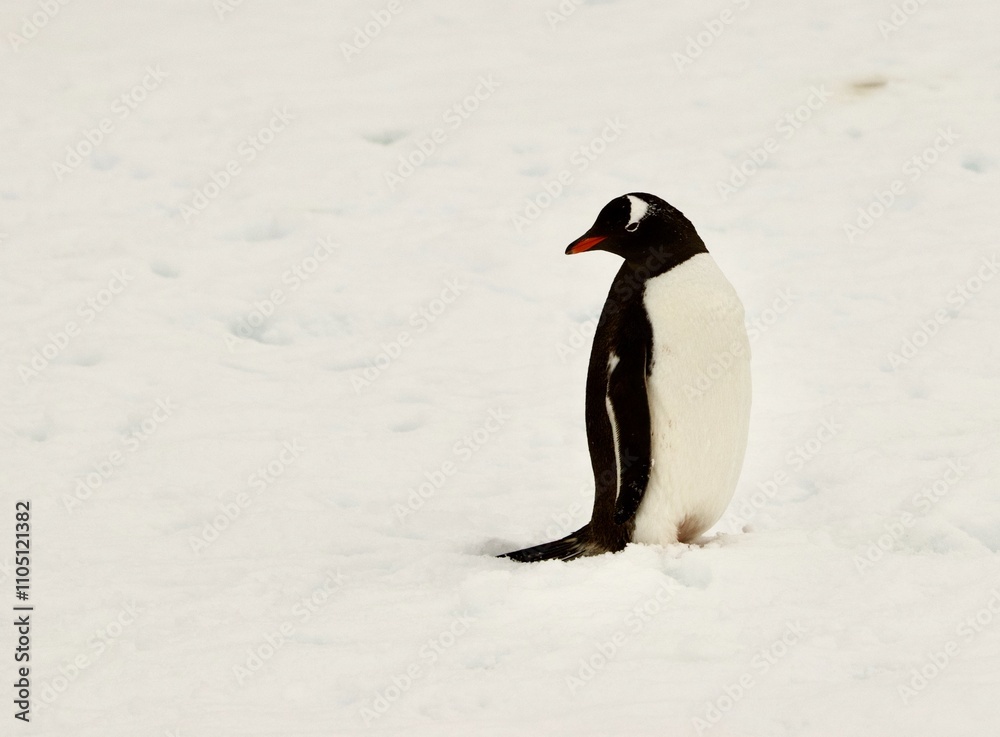 Obraz premium Beautiful Penguin pictures in the breath taking view of Antarctica