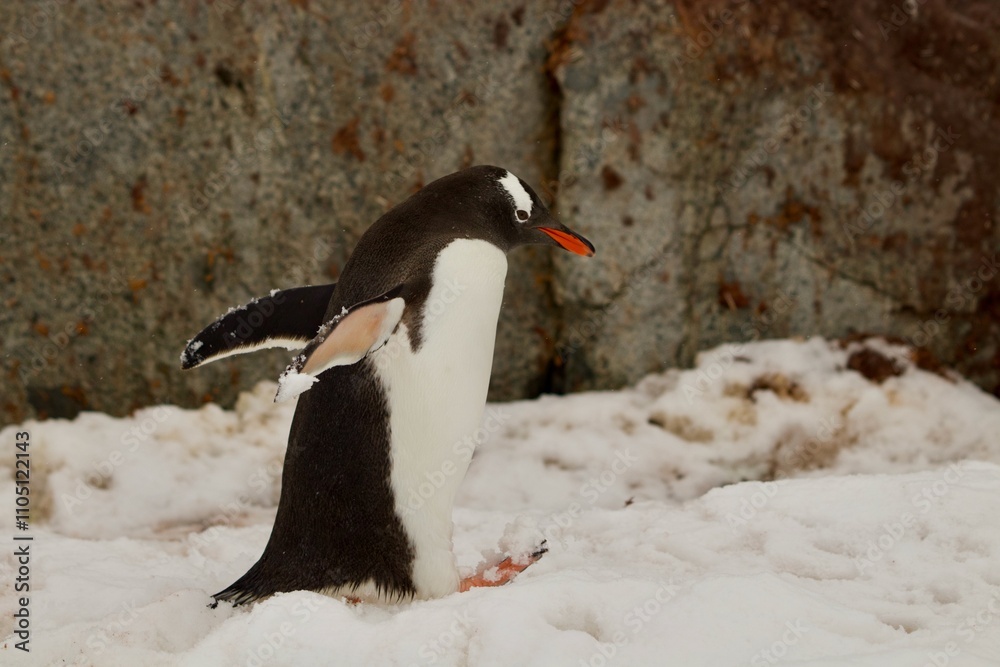 Fototapeta premium Beautiful Penguin pictures in the breath taking view of Antarctica