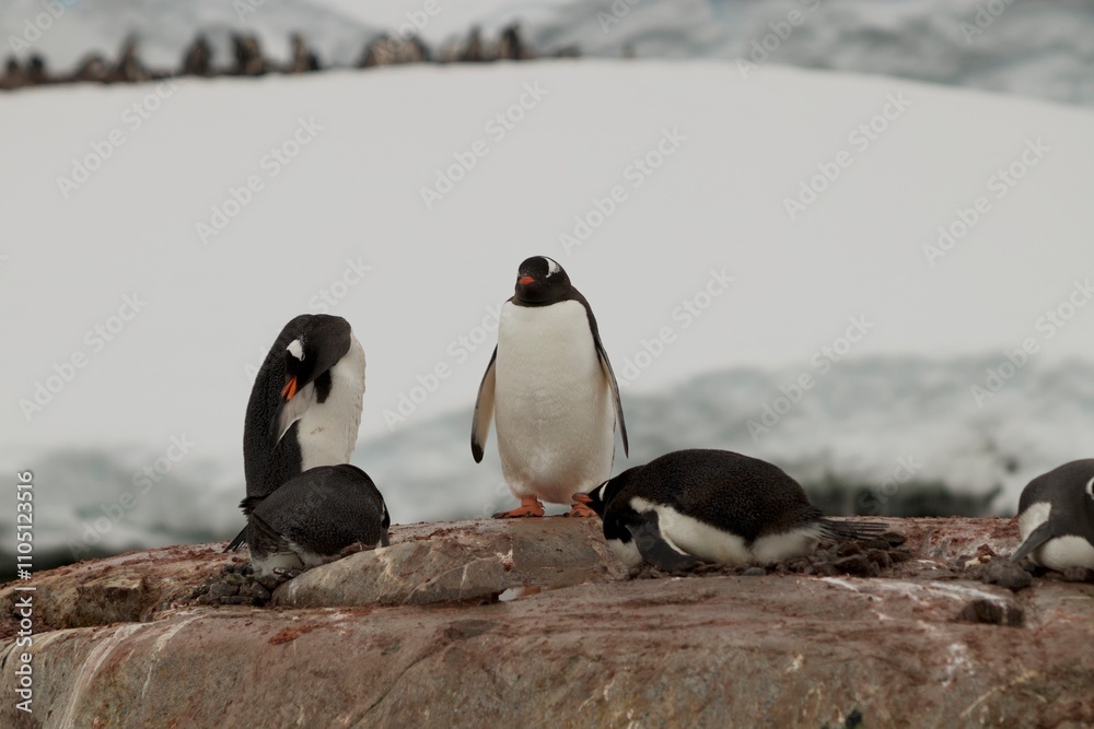 Fototapeta premium Beautiful Penguin pictures in the breath taking view of Antarctica
