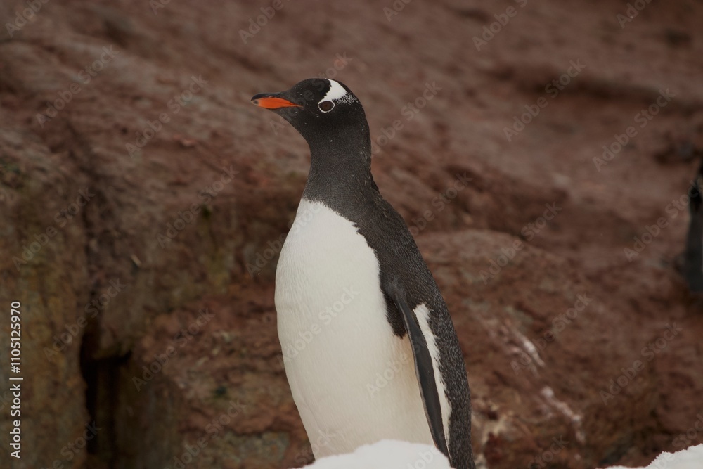 Naklejka premium Beautiful Penguin pictures in the breath taking view of Antarctica