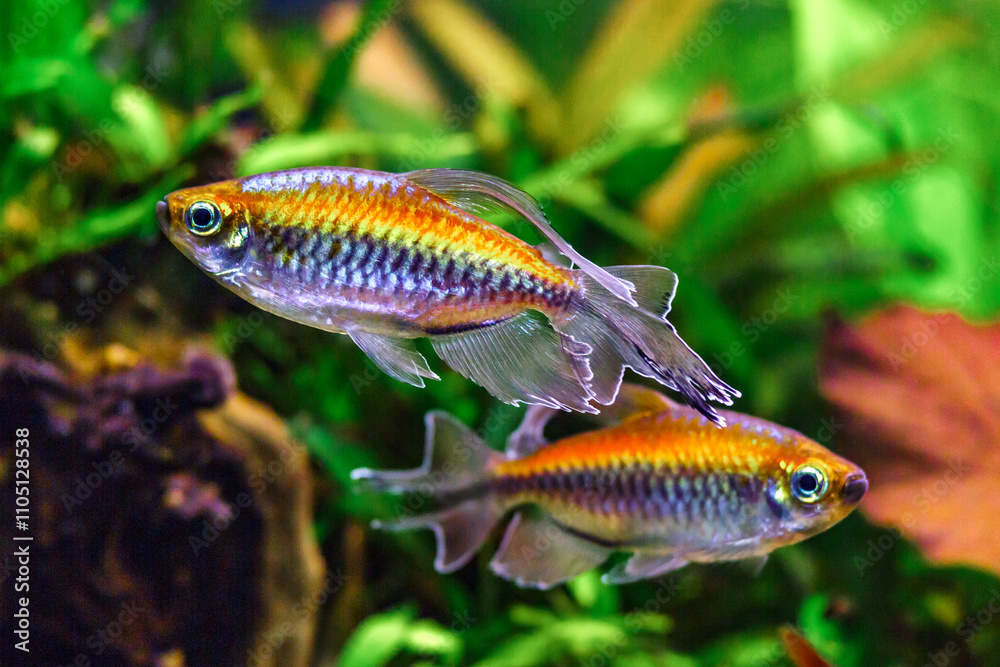 A green beautiful planted tropical freshwater aquarium with fishes and shrimps.A Congo tetra, Phenacogrammus interruptus, with water plants. A green beautiful planted tropical freshwater aquarium with fishes and shrimps.A Congo tetra, Phenacogrammus interruptus, with water plants.