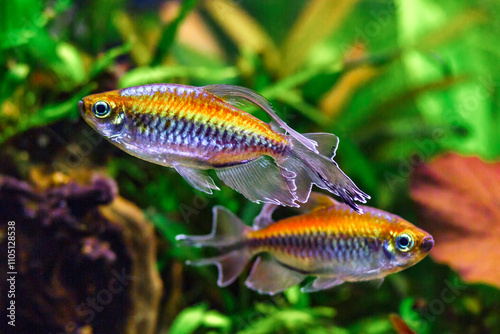 A green beautiful planted tropical freshwater aquarium with fishes and shrimps.A Congo tetra, Phenacogrammus interruptus, with water plants.