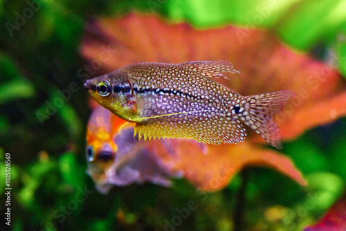 A green beautiful planted tropical freshwater aquarium with fishes and shrimps.Pearl gourami (Trichopodus leerii), also known as the mosaic gourami. photo