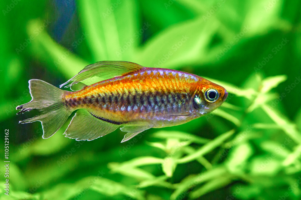 A green beautiful planted tropical freshwater aquarium with fishes and shrimps.A Congo tetra, Phenacogrammus interruptus, with water plants. A green beautiful planted tropical freshwater aquarium with fishes and shrimps.A Congo tetra, Phenacogrammus interruptus, with water plants.