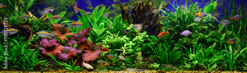 A green beautiful planted tropical freshwater aquarium with fishes.Fish tank decorative.Underwater jungle in tropical fresh water aquarium with live dense red and green plants and shrimps photo