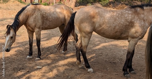 Foto Marwari horses, India