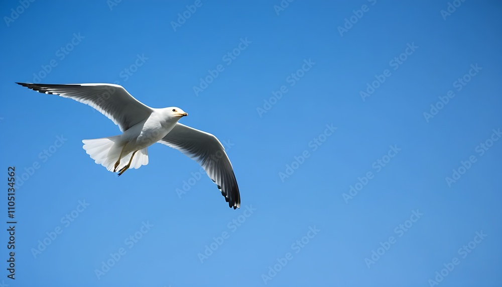 Seagull soaring against a high-resolution sky background Seagull soaring against a high-resolution sky background