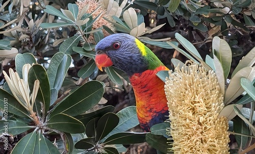 Rainbow Lorikeet on the tree