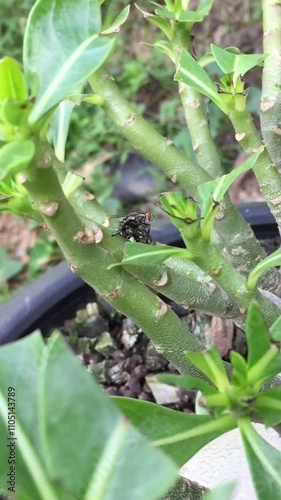 Flies show their love to each other on trees in nature.