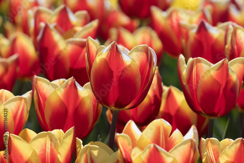 Flowering tulip near Dronten in the Flevopolder in the Netherlands
 photo