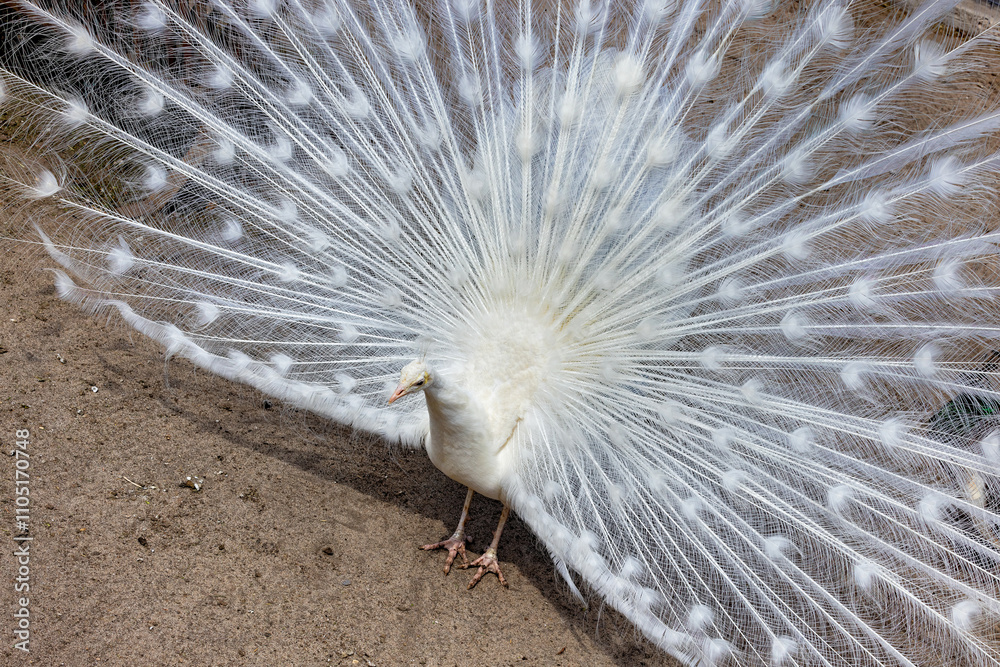 Majestic white peacock displays its stunning plumage in serene natural setting