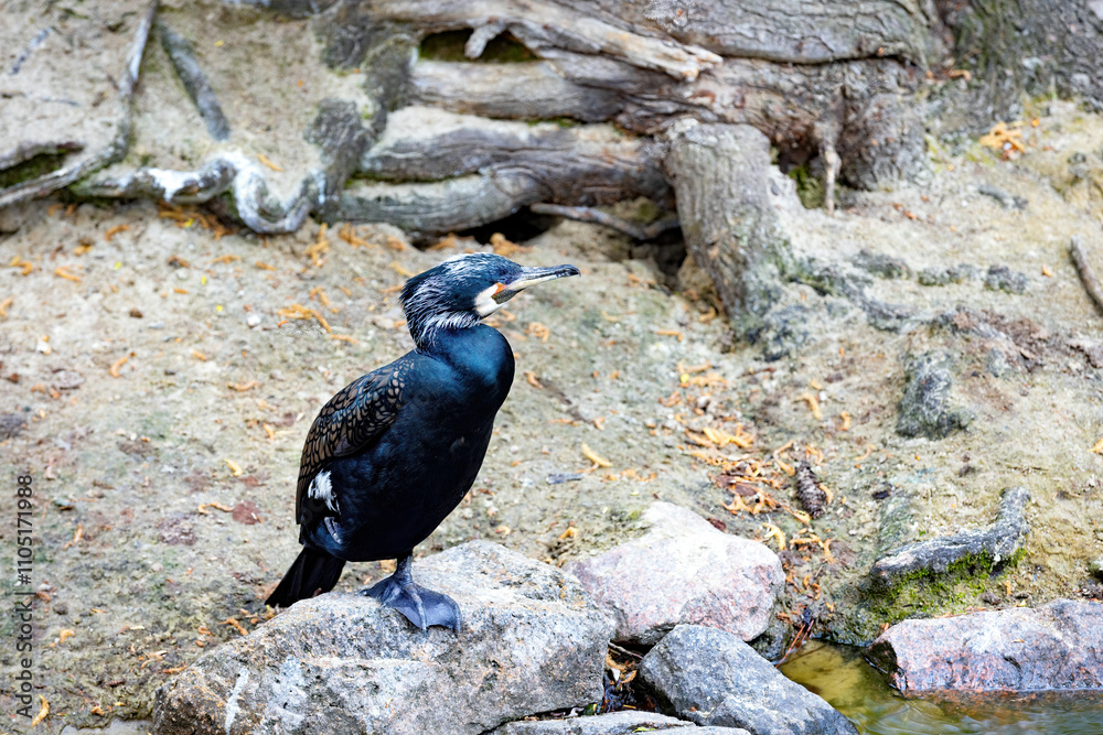 Cormorant perched by a serene lakeside in the early morning light