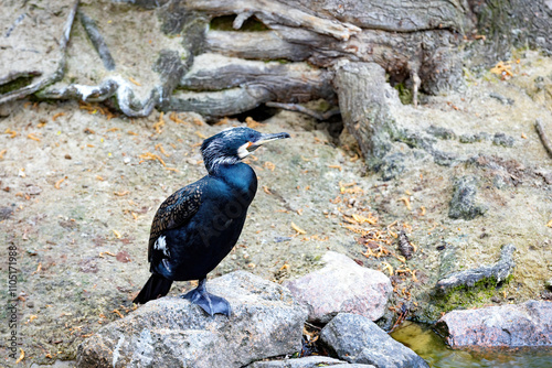 Obraz na płótnie Cormorant perched by a serene lakeside in the early morning light w salonie