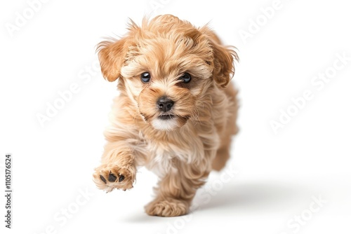 An adorable fluffy tancolored puppy runs towards the camera with playful energy.