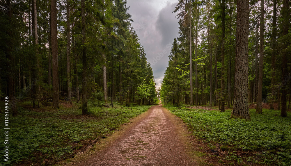 Fototapeta premium 深い森の中の一本道