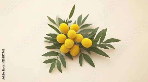 Basking in the grace of mimosa flowers in cheerful yellow hues, beautifully arranged on a delicate background to add a touch of female refinement.