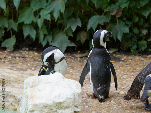 Εκτύπωση καμβά African penguin - also known as jackass penguin