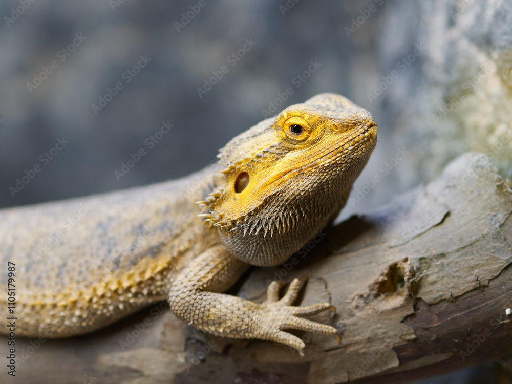 Obraz premium agama agama lizard in a natural museum