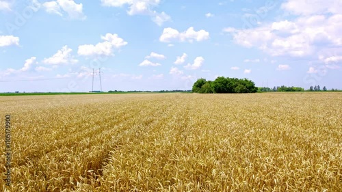 Golden wheat field stretches under clear blue sky with distant trees and power lines in rural landscape