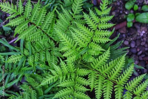 Fern plants growing wild in the yard