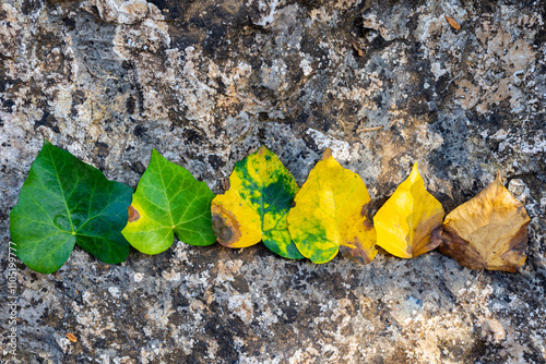 Close up of leaves of a tree on a rock aligned from green to dry in their wilting process photo